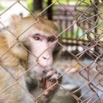 Abren una investigación contra la empresa Neuralink de Musk tras sacrificar unos 1.500 animales