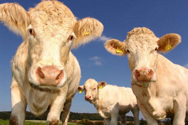 Matar vacas deporte político de moda ahora 