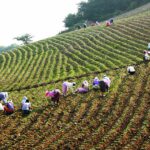 Agricultores chinos queman cosechas que no pueden vender por las políticas ‘Cero COVID’