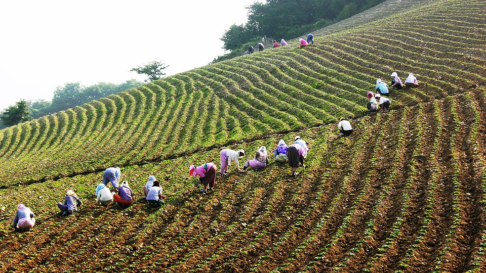 Agricultores chinos queman cosechas que no pueden vender por las políticas ‘Cero COVID’