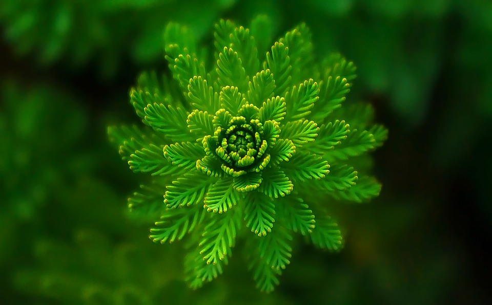 ¿Son conscientes las plantas? Una escritora científica dice que sí