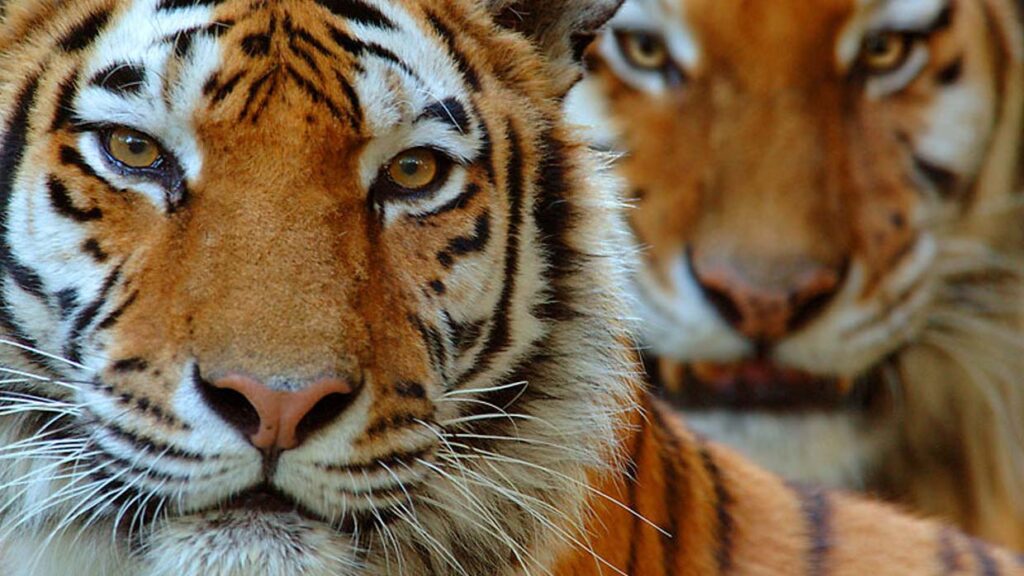 Los demonios de la noche: Dos misteriosos tigres están cazando perros y ovejas en una ciudad rusa