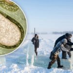 Científicos reviven un peligroso virus zombi de 50.000 años del permafrost siberiano