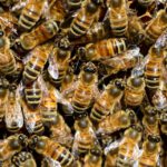 EE.UU. aprueba el uso de la primera vacuna para abejas en el mundo