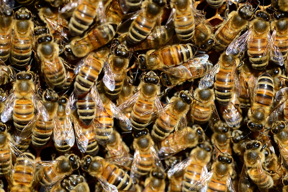 EE.UU. aprueba el uso de la primera vacuna para abejas en el mundo