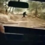 Una mujer encuentra el video de un «Bigfoot» entre las cintas VHS de su difunto padre