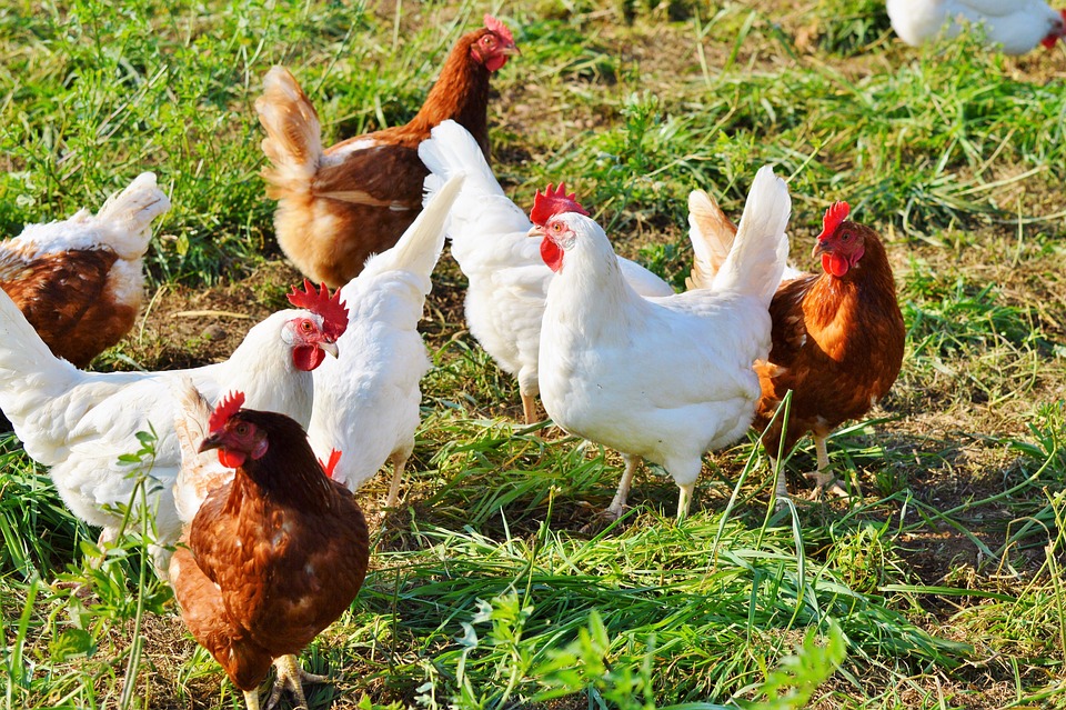 Otro ataque al suministro de alimentos: los criadores de pollos informan que las gallinas no están poniendo huevos, el posible culpable es el alimento contaminado