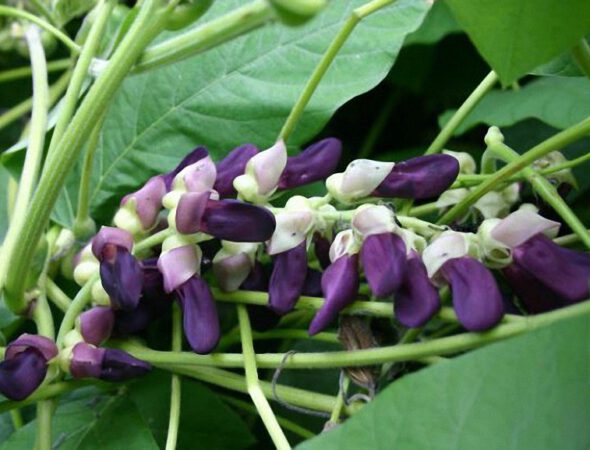 mucuna-purple