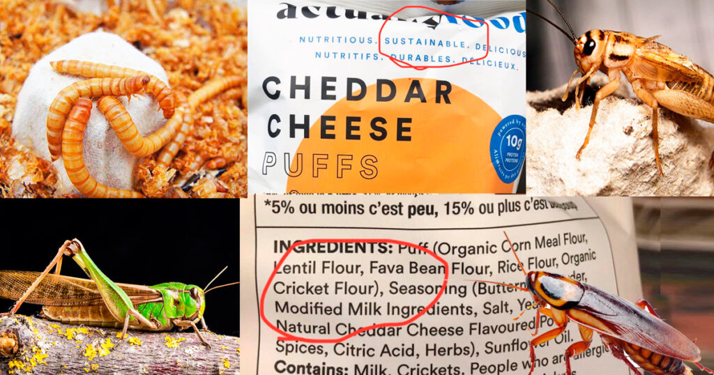 Peligros para la salud de los alimentos con harina de insectos