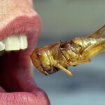 Catar prohíbe alimentos que contengan insectos