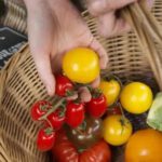 Los supermercados británicos comienzan a racionar las verduras mientras los sindicatos agrícolas dicen que el Reino Unido debe «tomar el mando» de la producción de alimentos
