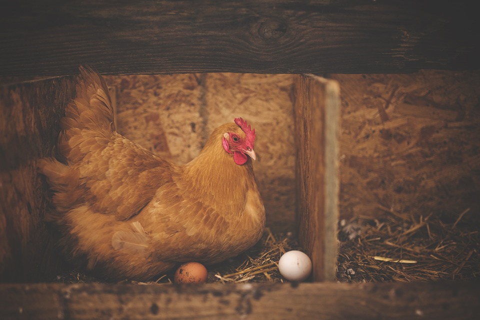 Las gallinas pasan de no tener huevos a tener docenas después de que un criador de pollos abandona el alimento ‘contaminado’