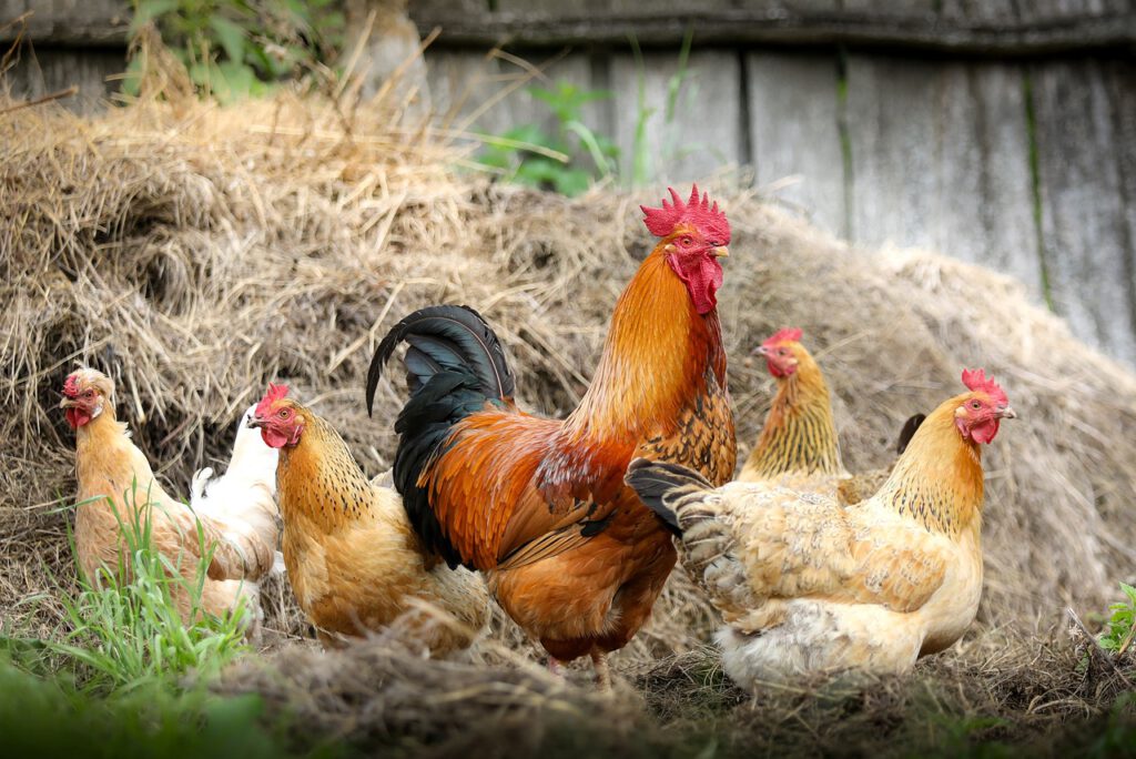 «Por favor, no compres gallinas»: La escasez de huevos en Nueva Zelanda provoca una carrera por las aves de corral