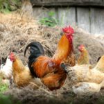 «Por favor, no compres gallinas»: La escasez de huevos en Nueva Zelanda provoca una carrera por las aves de corral