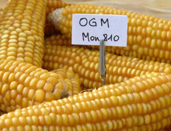 maiz-transgenico-801x450-1-590x450