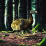 Científicos comienzan un proyecto para resucitar el dodo, y podría haber malas consecuencias