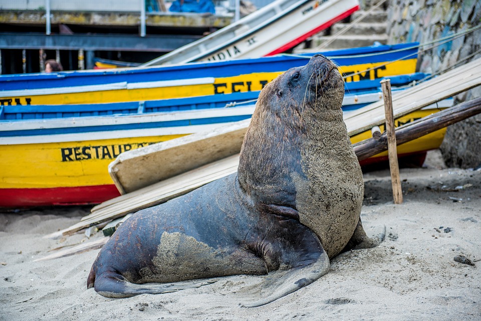 Chile confirma su primer caso de gripe aviar en un lobo marino