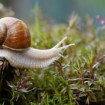 Científicos chinos desarrollan adhesivos para heridas con moco de caracol