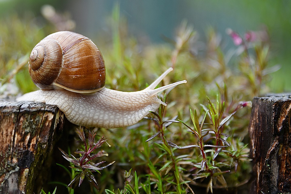 Científicos chinos desarrollan adhesivos para heridas con moco de caracol