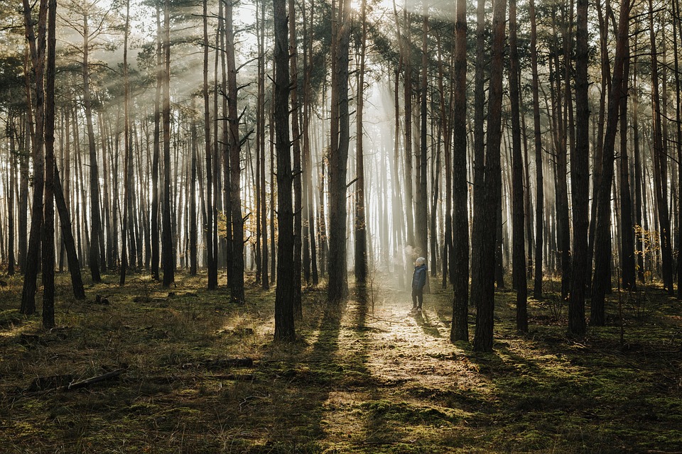 El misterio de los niños que tuvieron un contacto con un biorobot en el bosque