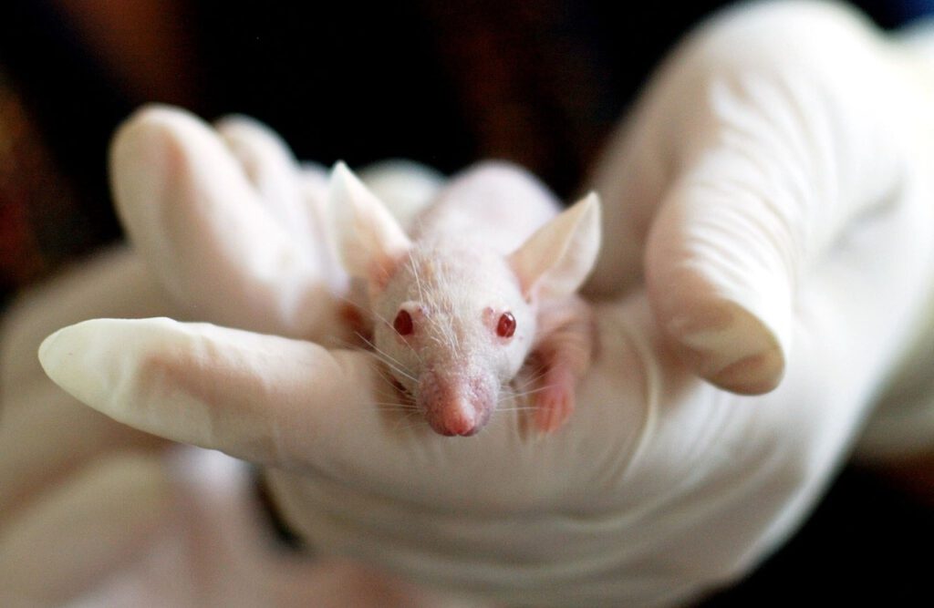 Brasil prohíbe la experimentación con animales vertebrados en la industria cosmética