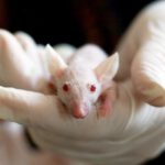 Brasil prohíbe la experimentación con animales vertebrados en la industria cosmética