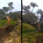 Granjero descubre que un árbol fue dividido en dos mitades por el terremoto Turquía y se recorrió de la segunda sección por al menos 8 metros