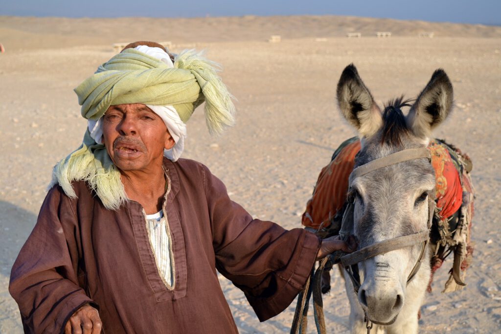 Egipto: Presentador de TV sugiere comer carne de burro mientras se disparan los precios de los alimentos