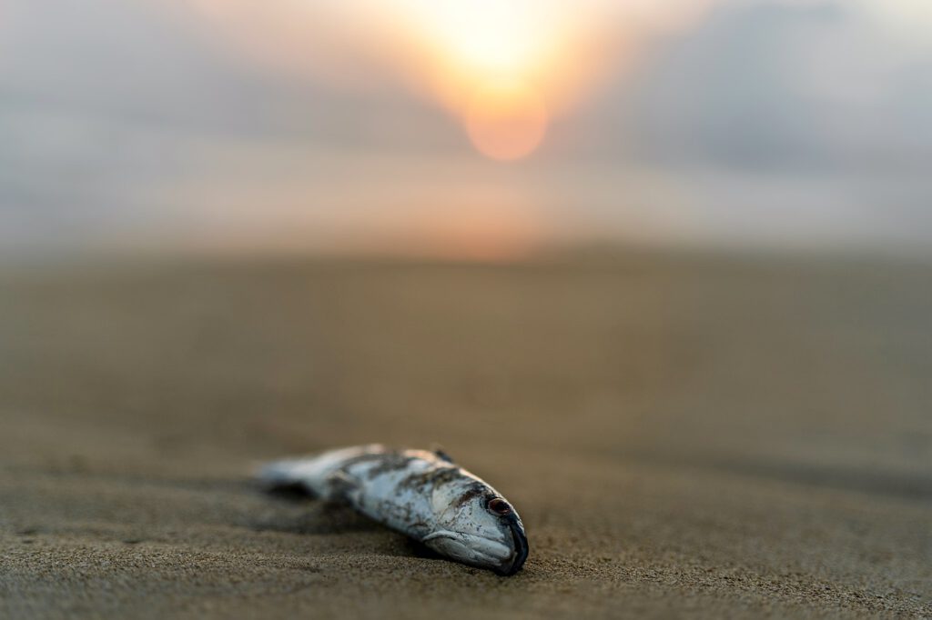 Millones de peces muertos aparecen flotando en un río de Australia