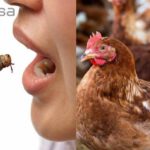 Argentina: el Gobierno promueve “alimentación en base a insectos” mientras pide eliminar 200.000 aves de corral