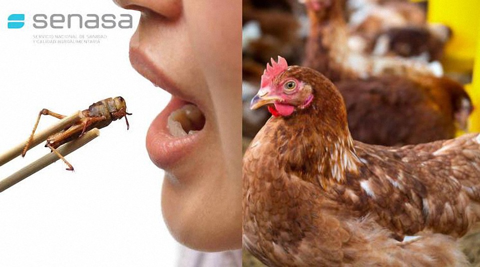 Argentina: el Gobierno promueve “alimentación en base a insectos” mientras pide eliminar 200.000 aves de corral