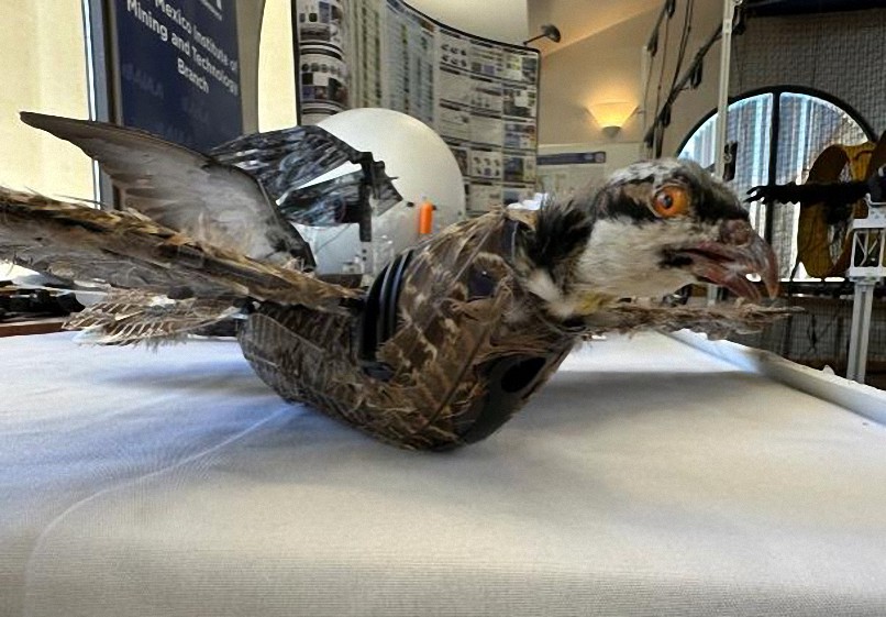 Científicos ‘dan vida’ a pájaros muertos al convertirlos en drones