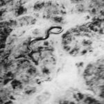 La misteriosa fotografía de la Serpiente más grande del mundo en el Congo