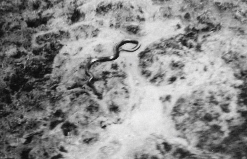 La misteriosa fotografía de la Serpiente más grande del mundo en el Congo