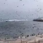 ¡Demasiado Raro! Miles de Aves aparecieron en playa de Antofagasta en Chile