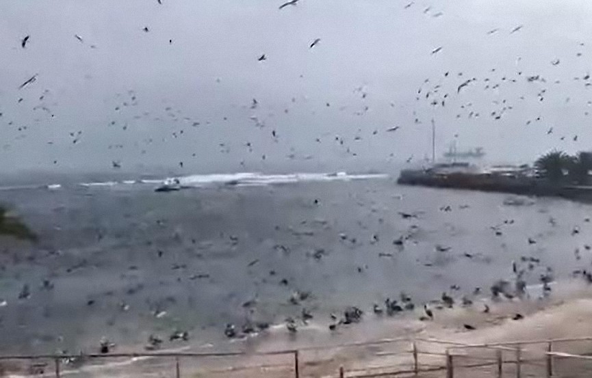 ¡Demasiado Raro! Miles de Aves aparecieron en playa de Antofagasta en Chile