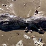 Encuentran una criatura marina extraterrestre en una playa del Reino Unido