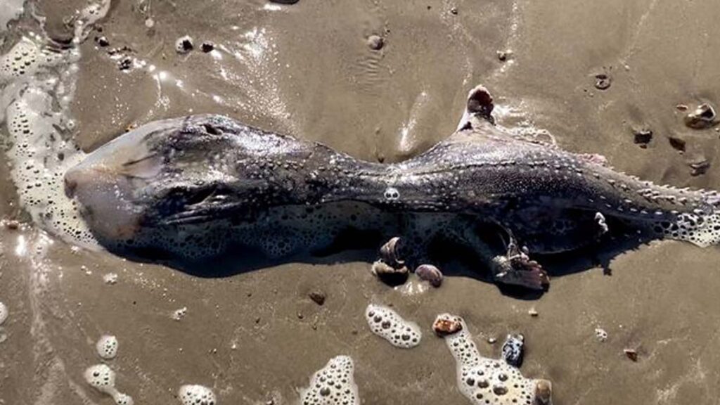 Encuentran una criatura marina extraterrestre en una playa del Reino Unido