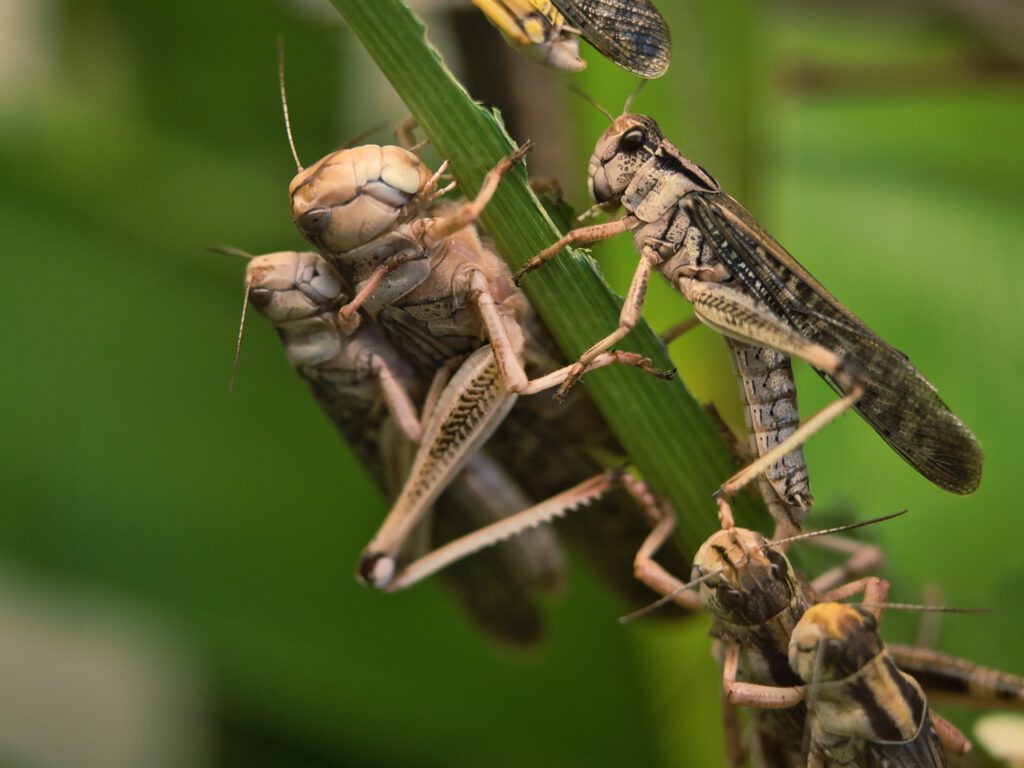 Plaga de Langostas invaden La Meca e Interrumpen en plena oración