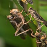 Plaga de Langostas invaden La Meca e Interrumpen en plena oración