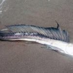 Escurridizos peces caníbales aparecen en las playas de EE.UU. y nadie sabe por qué