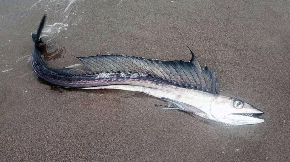 Escurridizos peces caníbales aparecen en las playas de EE.UU. y nadie sabe por qué