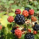 Propiedades de las Moras, el cóctel de antioxidantes