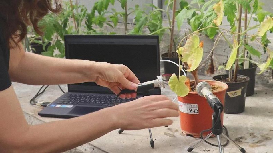 Las plantas emiten sonidos ultrasónicos cuando están estresadas