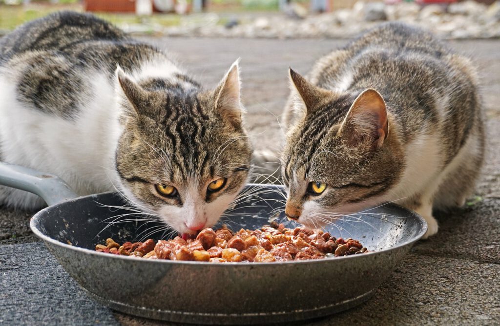 Un senador de EE.UU. dice que sin su país México comería «comida para gatos»