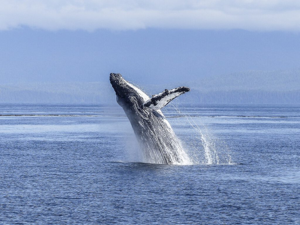 Aparecen cientos de Ballenas bajo el desierto de Egipto