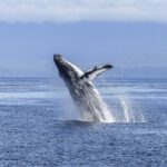 Aparecen cientos de Ballenas bajo el desierto de Egipto