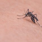 Científicos revelan qué olores hacen a las personas más ‘apetecibles’ para los mosquitos