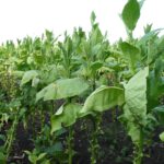 La OMS llama a reducir los cultivos de tabaco y a reemplazarlos por alimentos
