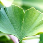 Ginkgo Biloba, medicina natural milenaria